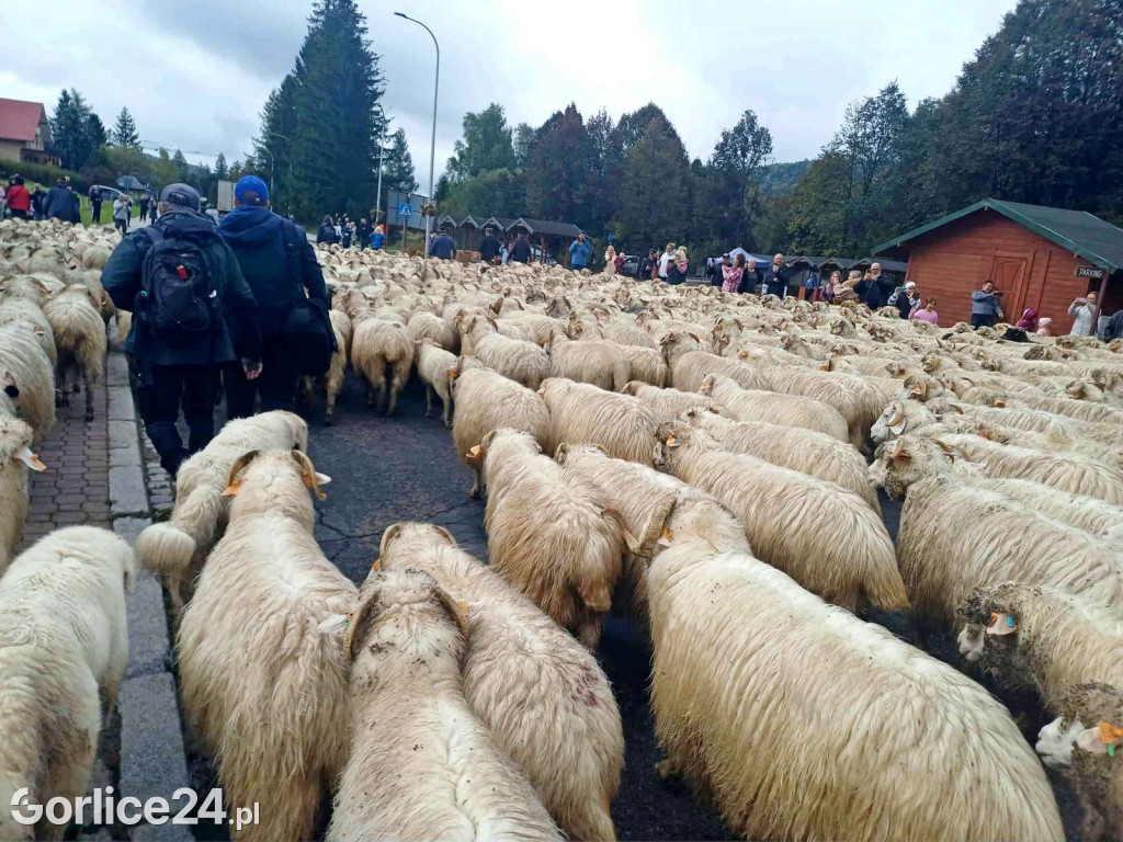 Jesienny Redyk w Wysowej-Zdroju (07.10.)
