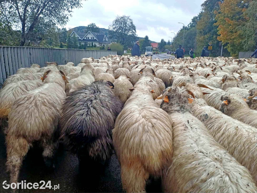 Jesienny Redyk w Wysowej-Zdroju (07.10.)