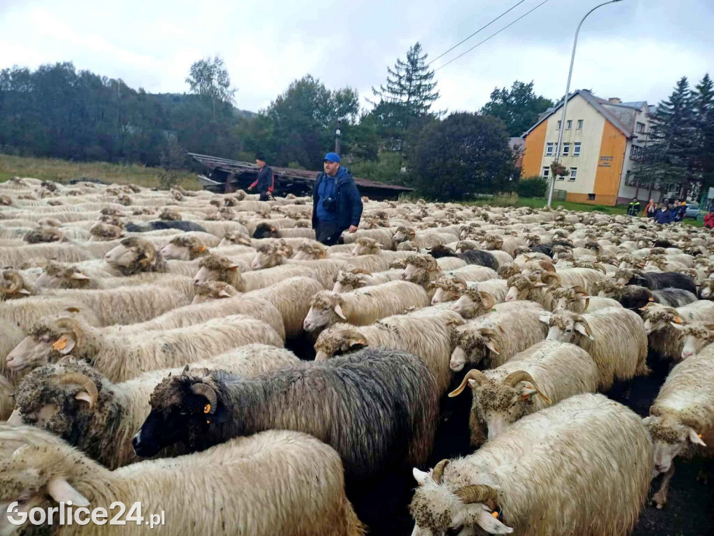Jesienny Redyk w Wysowej-Zdroju (07.10.)