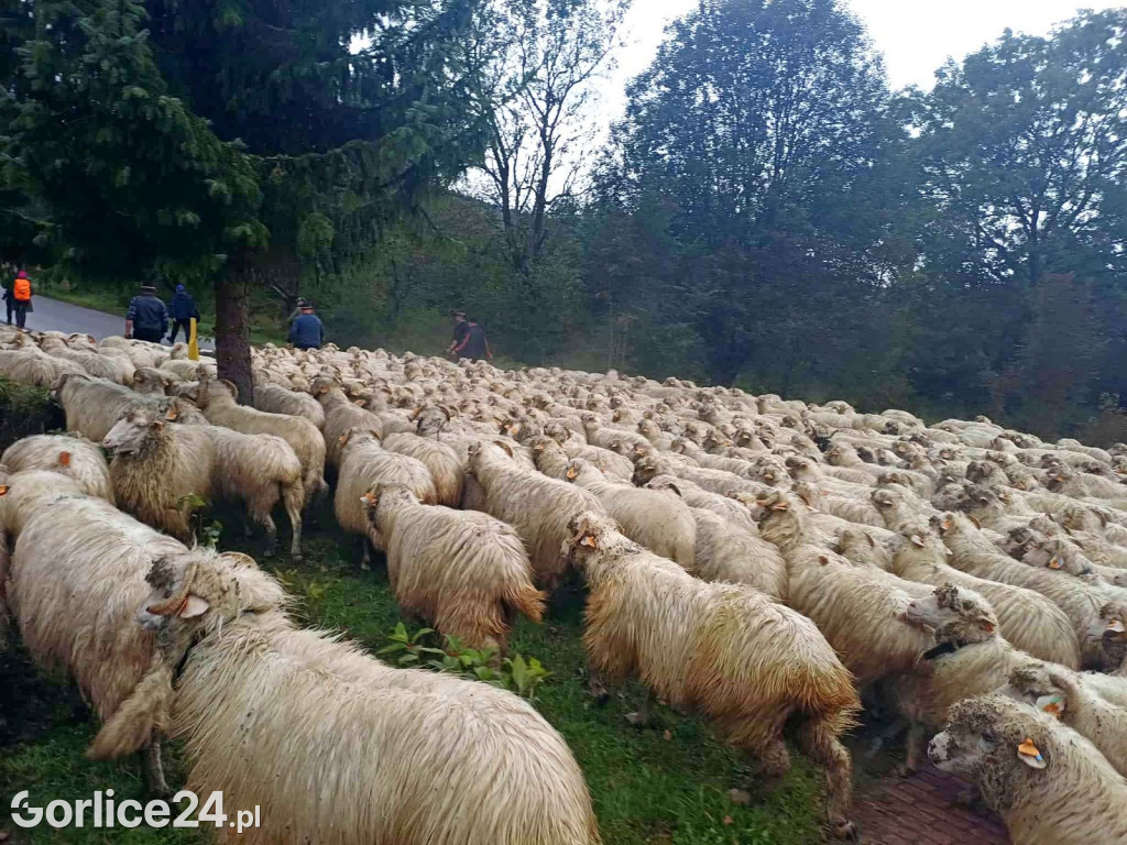 Jesienny Redyk w Wysowej-Zdroju (07.10.)