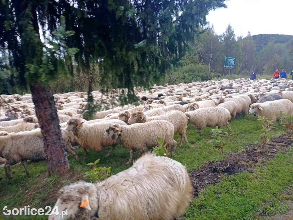 Jesienny Redyk w Wysowej-Zdroju (07.10.)
