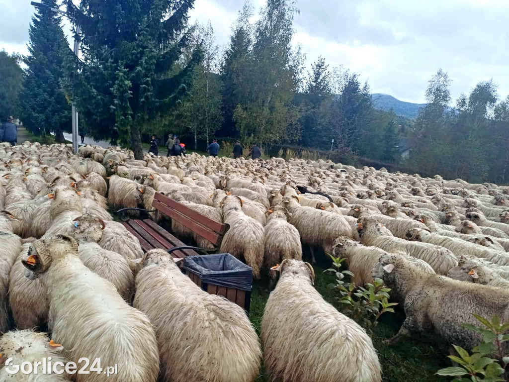 Jesienny Redyk w Wysowej-Zdroju (07.10.)