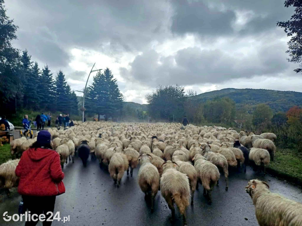 Jesienny Redyk w Wysowej-Zdroju (07.10.)