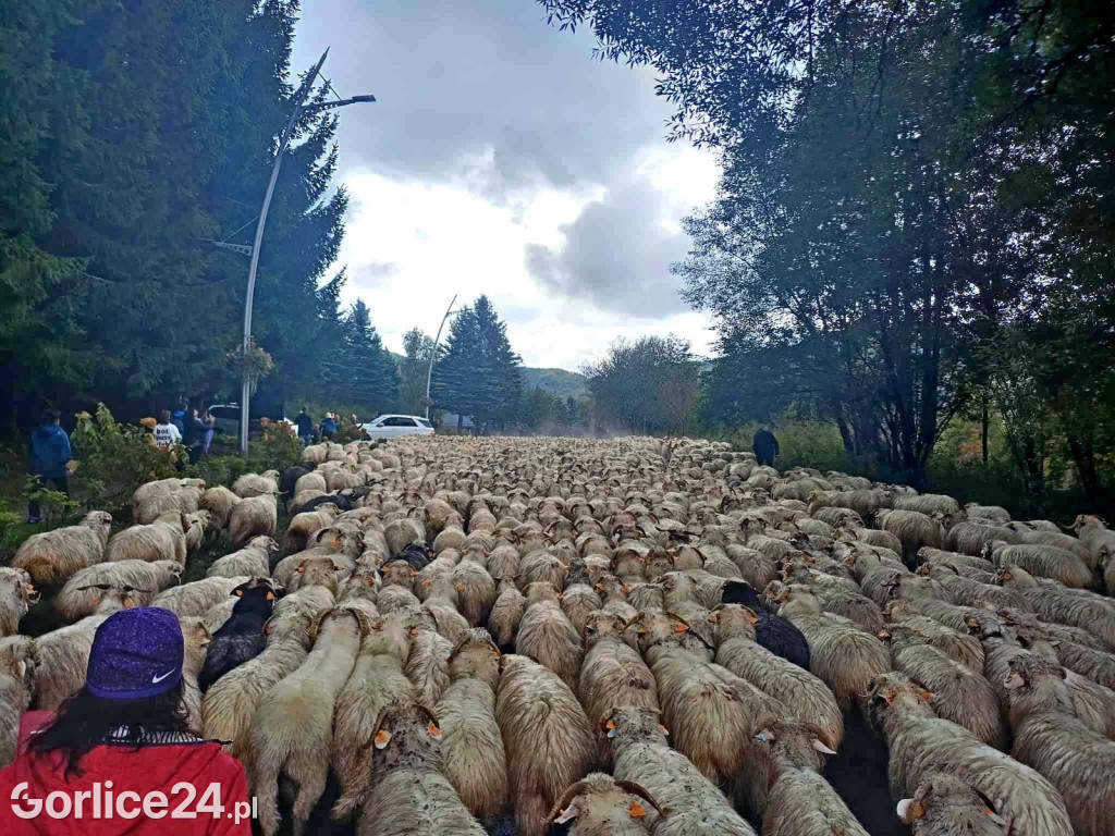 Jesienny Redyk w Wysowej-Zdroju (07.10.)