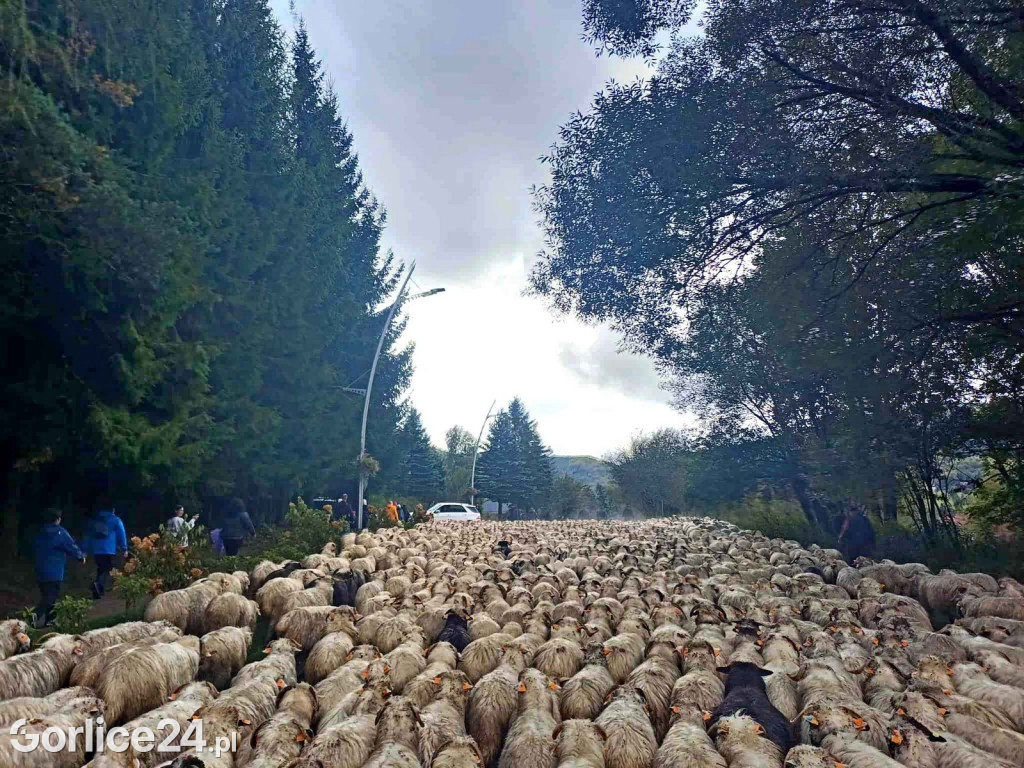 Jesienny Redyk w Wysowej-Zdroju (07.10.)
