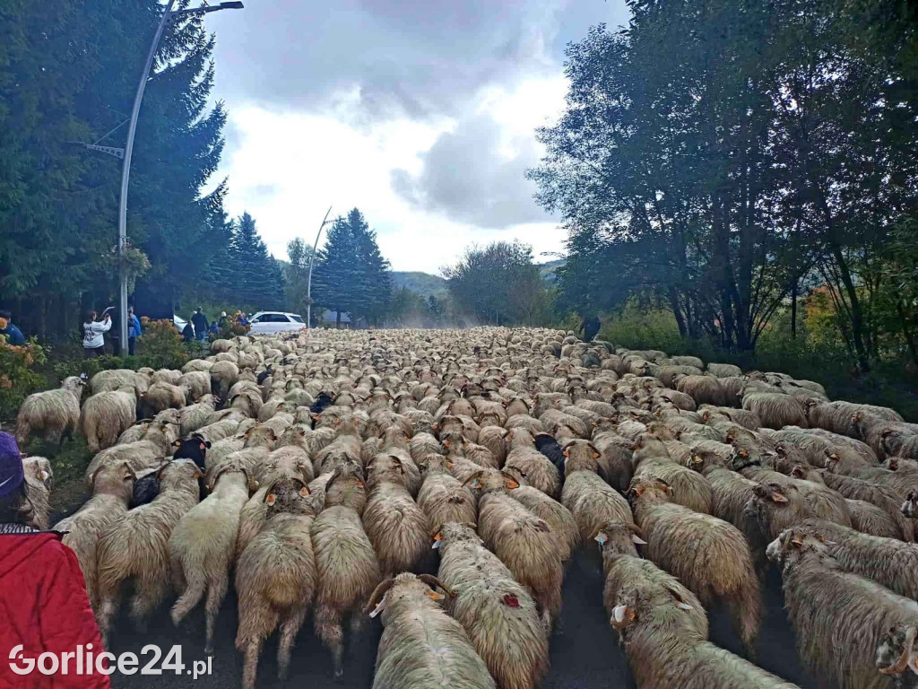 Jesienny Redyk w Wysowej-Zdroju (07.10.)
