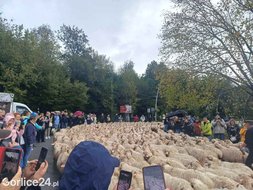 Jesienny Redyk w Wysowej-Zdroju (07.10.)