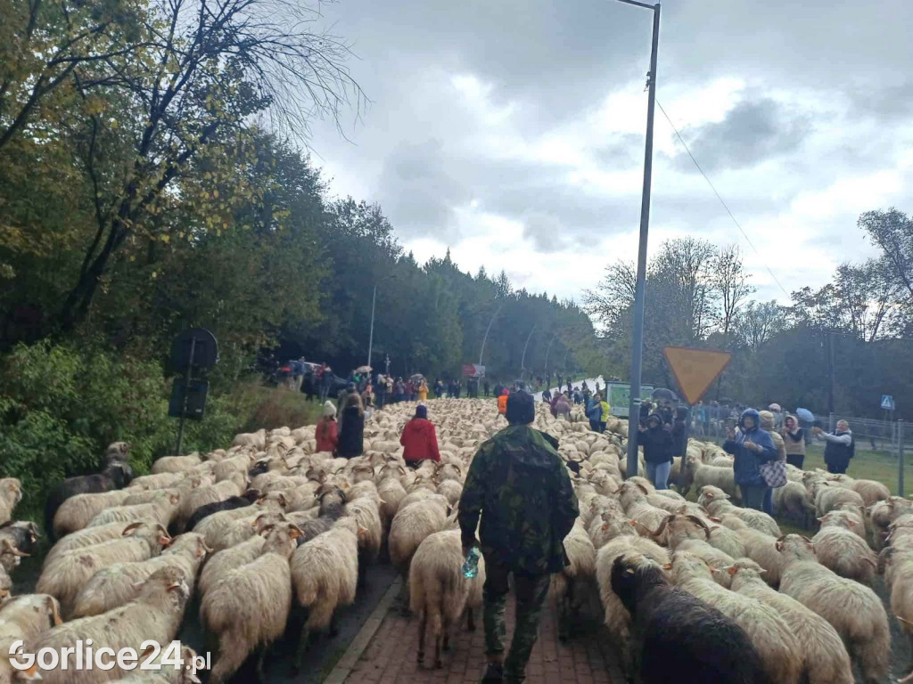 Jesienny Redyk w Wysowej-Zdroju (07.10.)