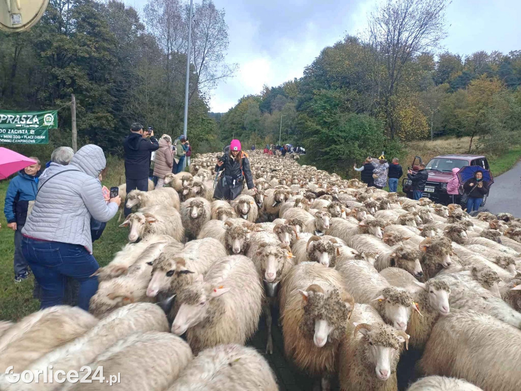 Jesienny Redyk w Wysowej-Zdroju (07.10.)