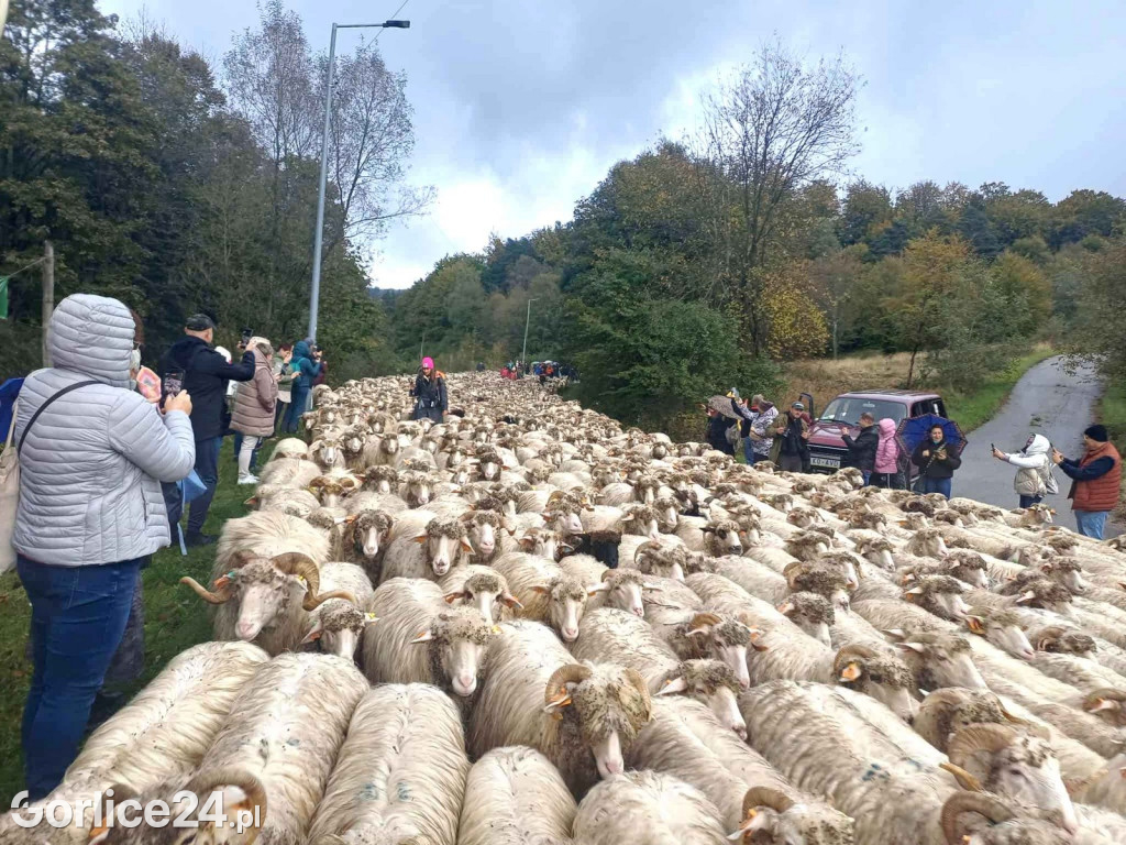 Jesienny Redyk w Wysowej-Zdroju (07.10.)