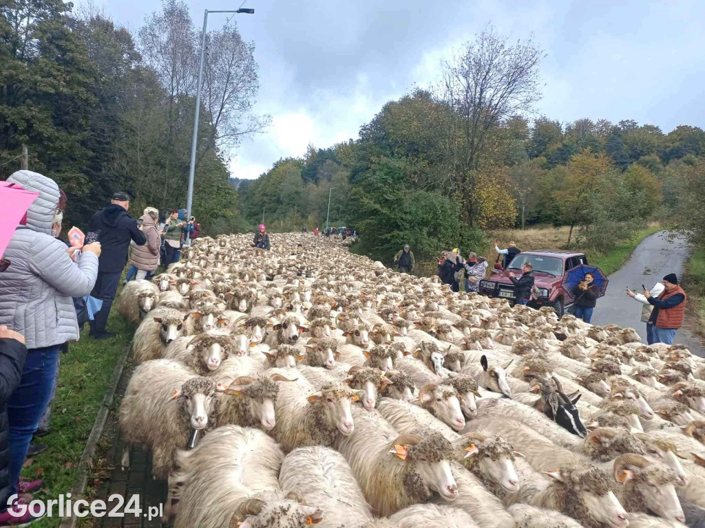 Jesienny Redyk w Wysowej-Zdroju (07.10.)
