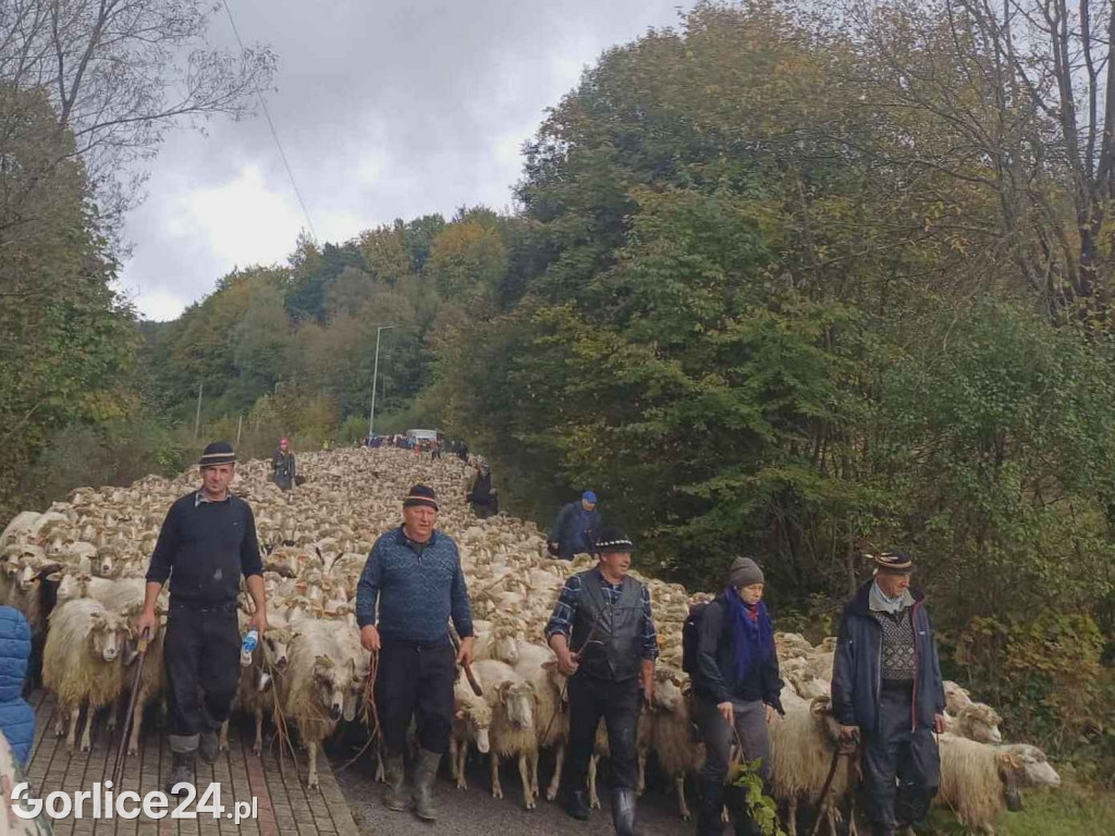 Jesienny Redyk w Wysowej-Zdroju (07.10.)