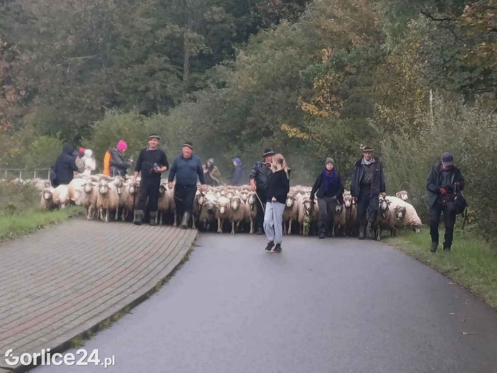 Jesienny Redyk w Wysowej-Zdroju (07.10.)