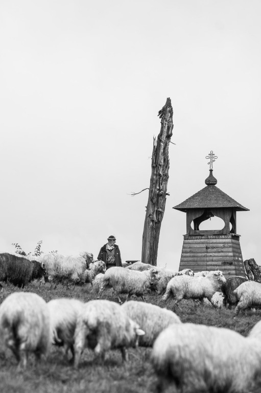 Karpacki redyk na zdjęciach projektu Beskid Bliski