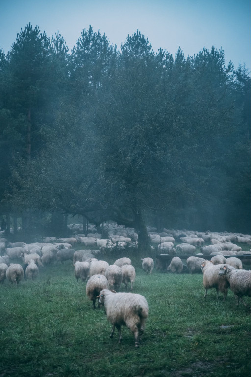 Karpacki redyk na zdjęciach projektu Beskid Bliski