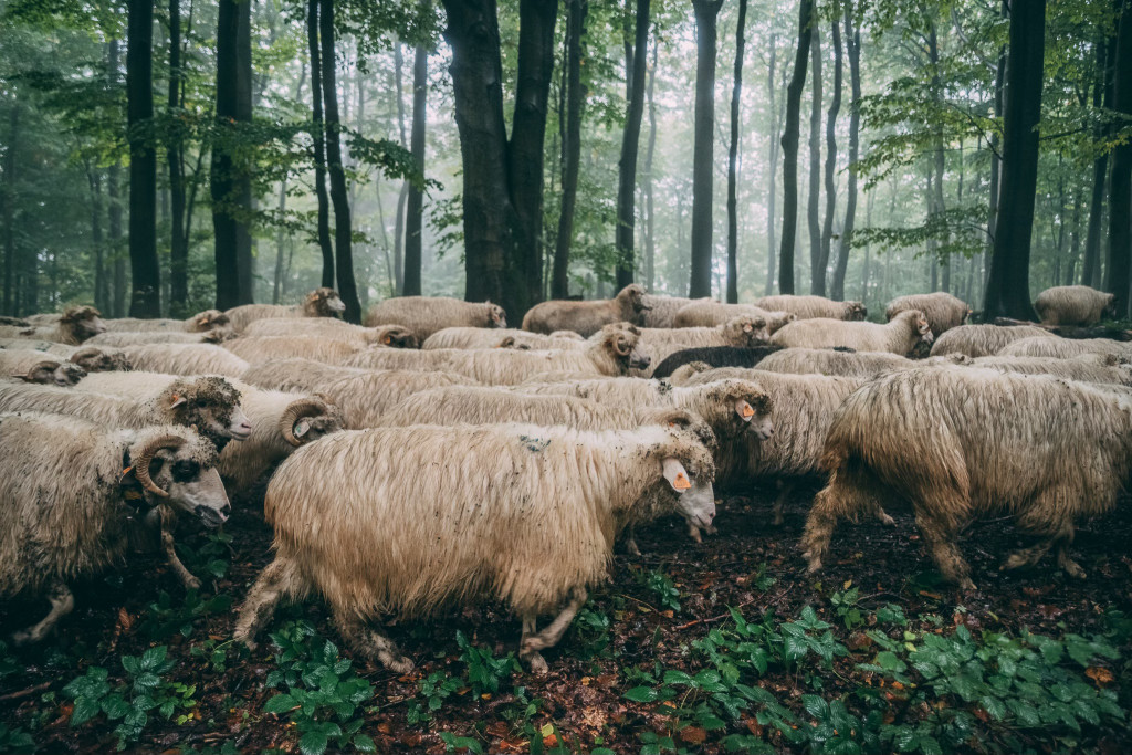 Karpacki redyk na zdjęciach projektu Beskid Bliski