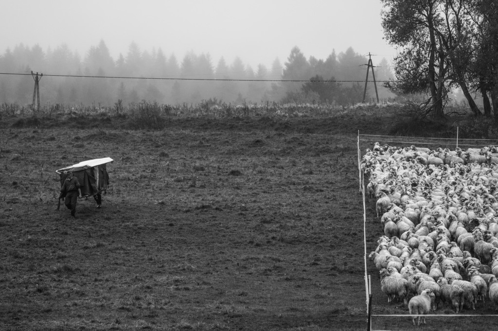 Karpacki redyk na zdjęciach projektu Beskid Bliski