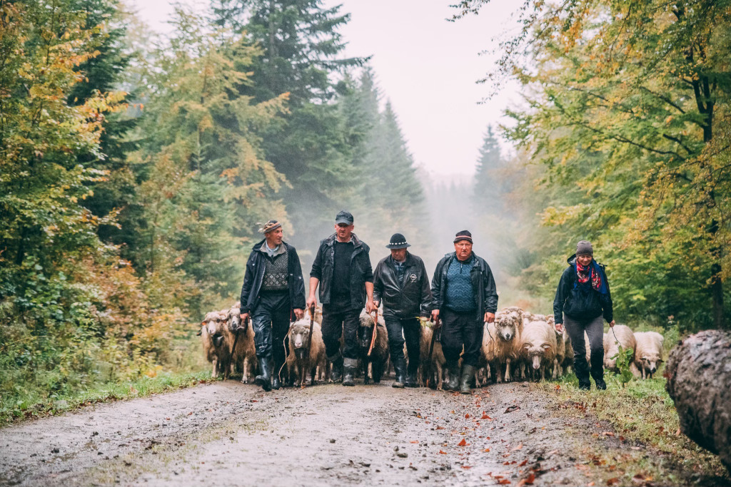 Karpacki redyk na zdjęciach projektu Beskid Bliski