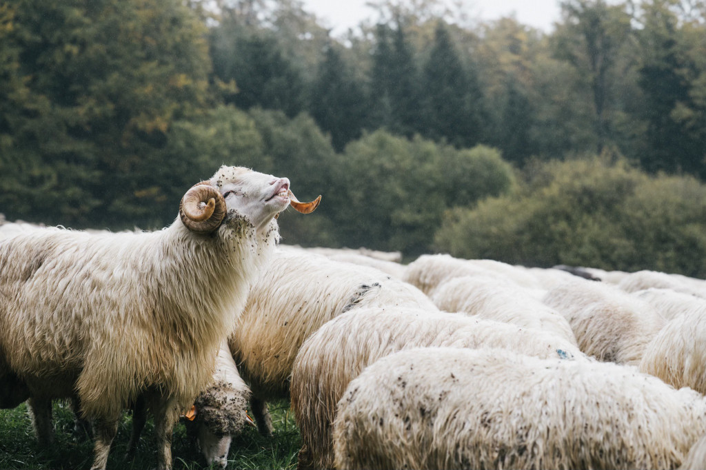 Karpacki redyk na zdjęciach projektu Beskid Bliski