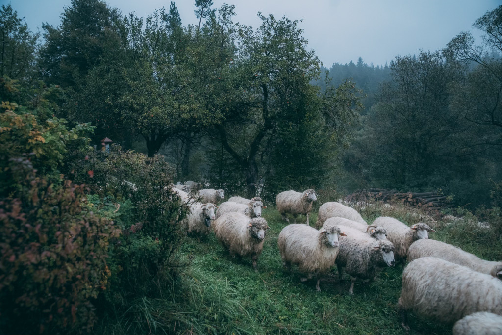 Karpacki redyk na zdjęciach projektu Beskid Bliski
