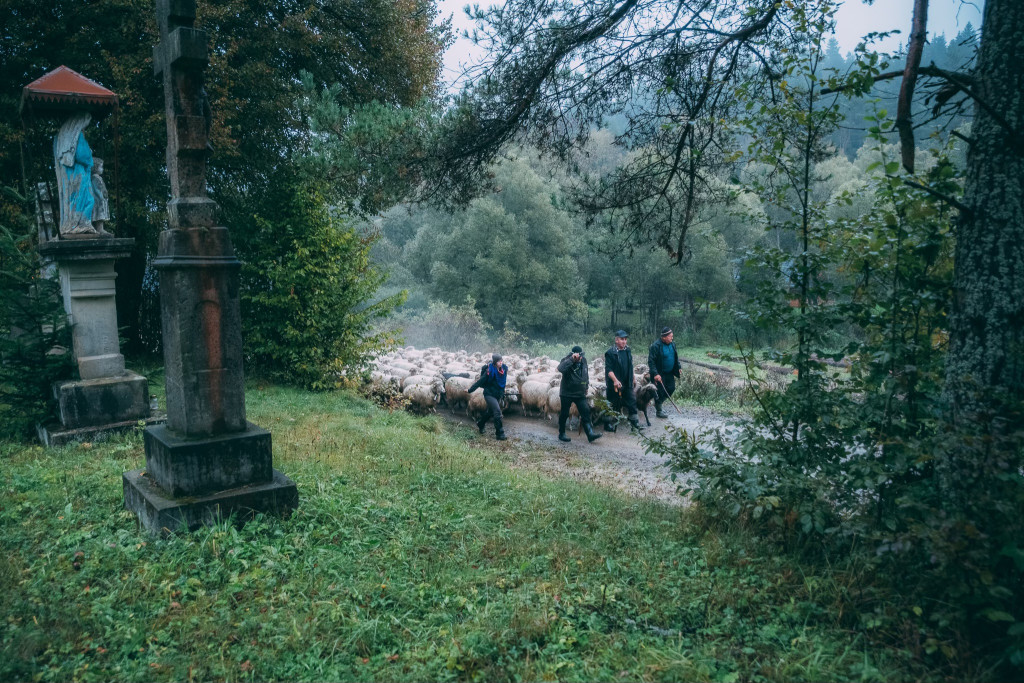 Karpacki redyk na zdjęciach projektu Beskid Bliski