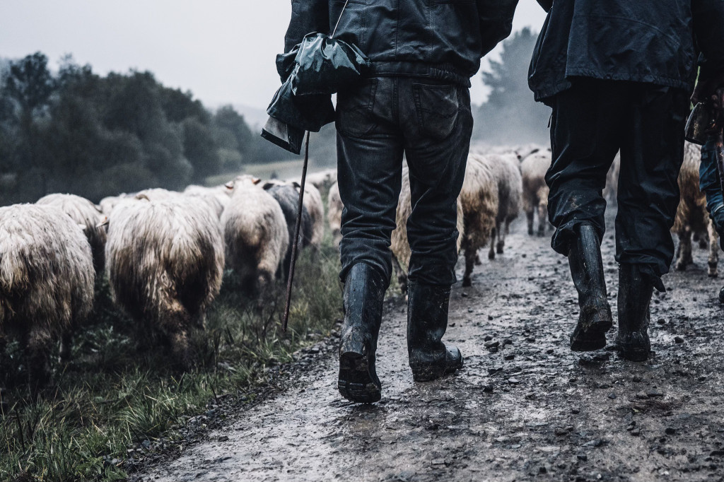 Karpacki redyk na zdjęciach projektu Beskid Bliski