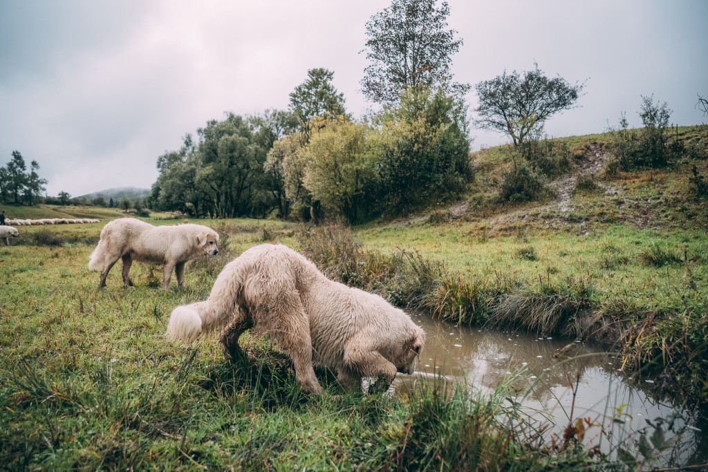 Karpacki redyk na zdjęciach projektu Beskid Bliski