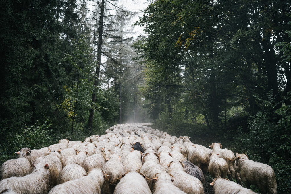 Karpacki redyk na zdjęciach projektu Beskid Bliski
