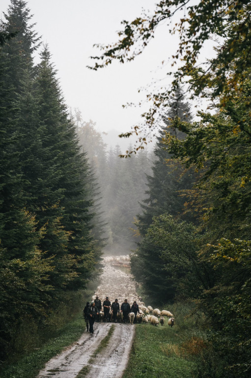 Karpacki redyk na zdjęciach projektu Beskid Bliski