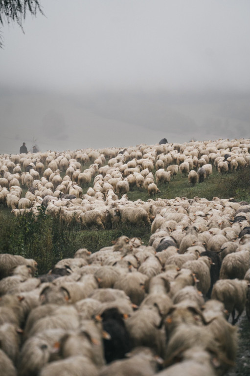 Karpacki redyk na zdjęciach projektu Beskid Bliski