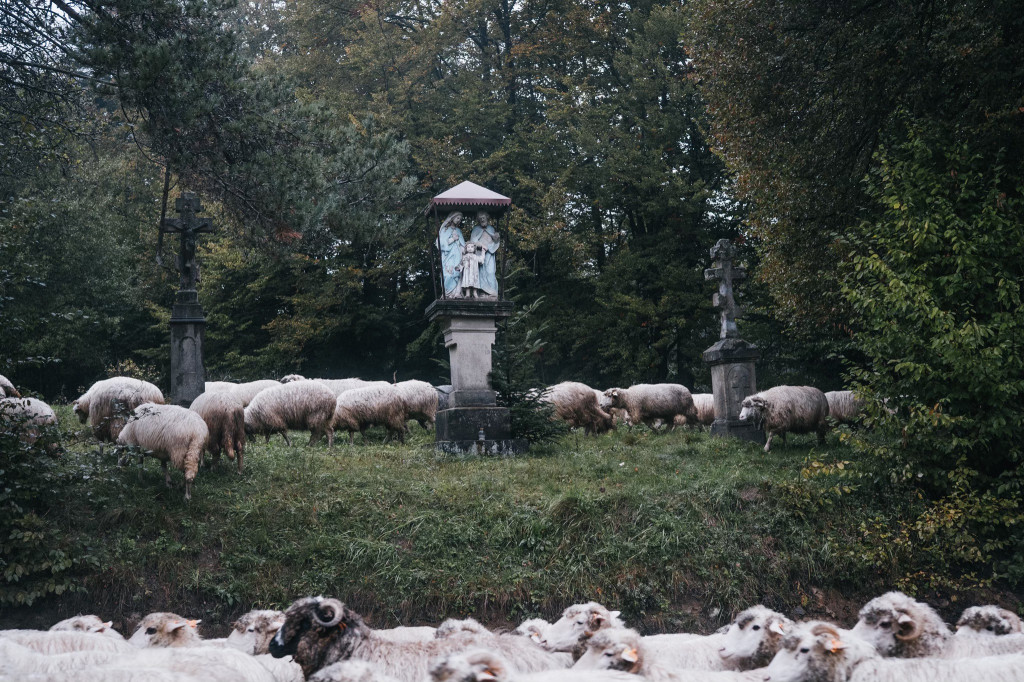 Karpacki redyk na zdjęciach projektu Beskid Bliski