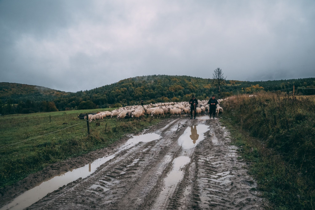 Karpacki redyk na zdjęciach projektu Beskid Bliski