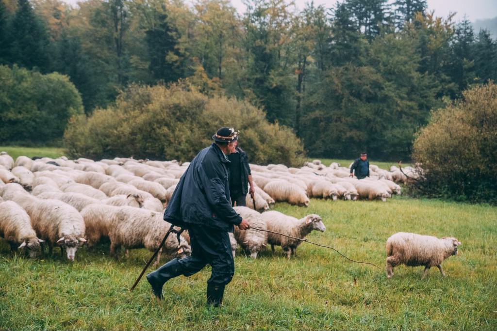 Karpacki redyk na zdjęciach projektu Beskid Bliski