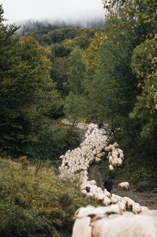 Karpacki redyk na zdjęciach projektu Beskid Bliski