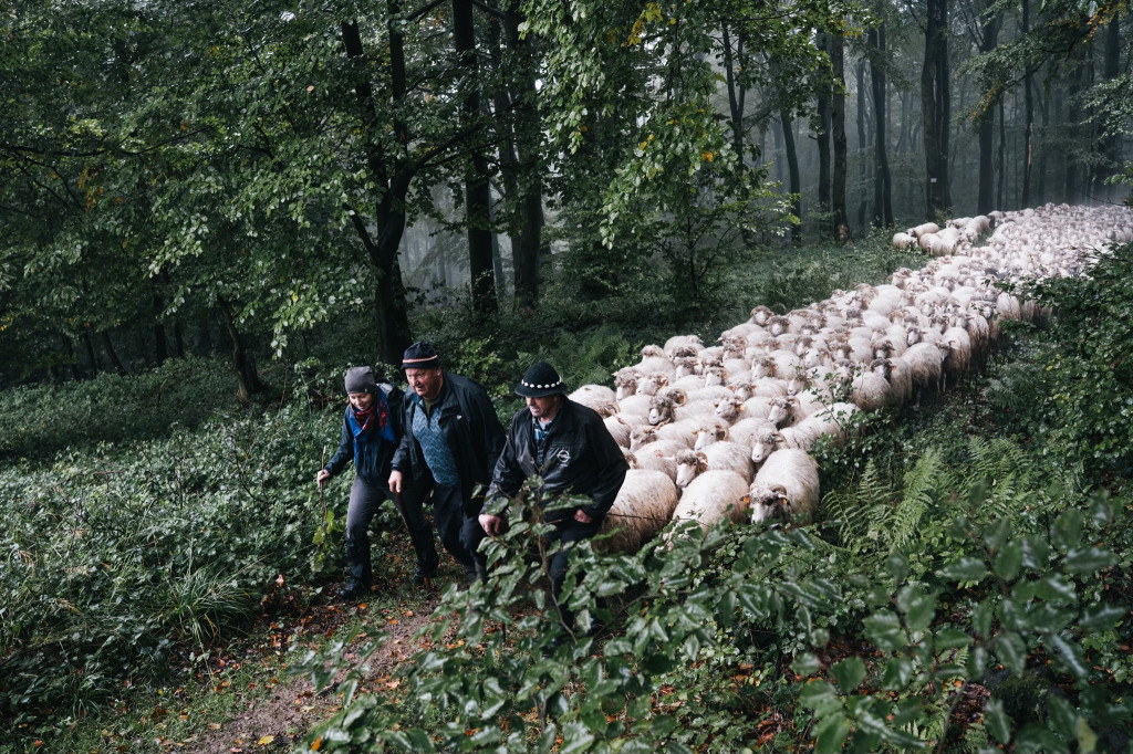 Karpacki redyk na zdjęciach projektu Beskid Bliski