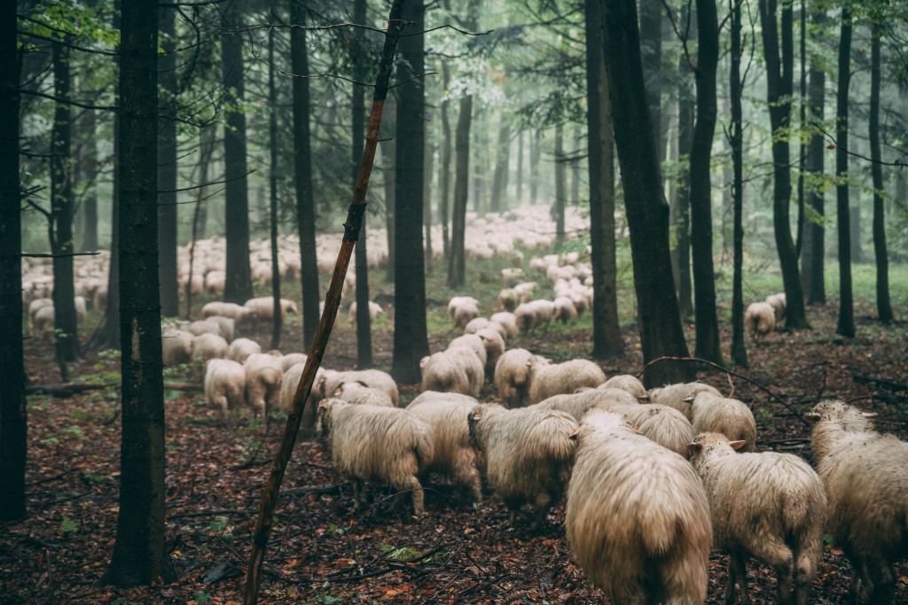Karpacki redyk na zdjęciach projektu Beskid Bliski