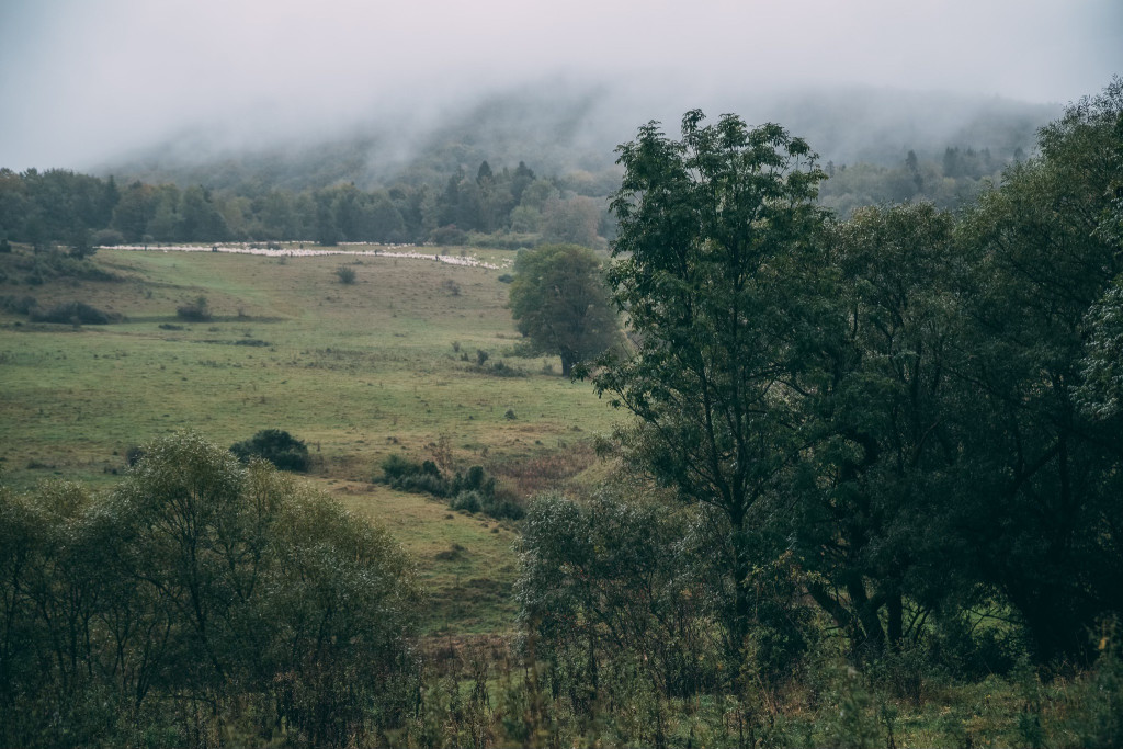 Karpacki redyk na zdjęciach projektu Beskid Bliski