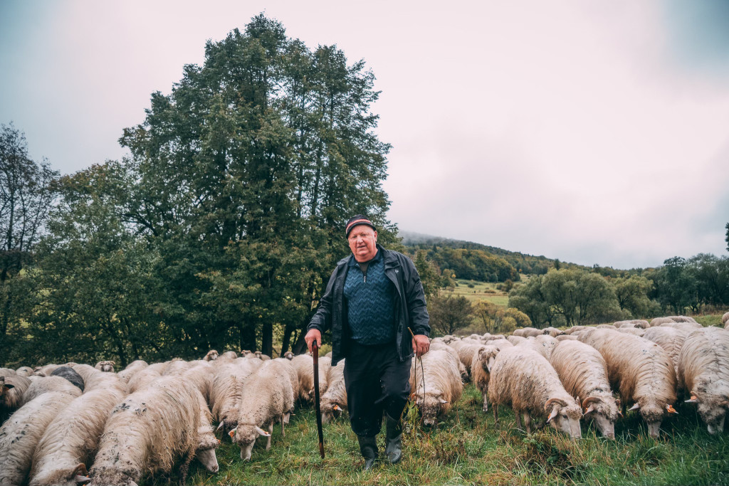 Karpacki redyk na zdjęciach projektu Beskid Bliski