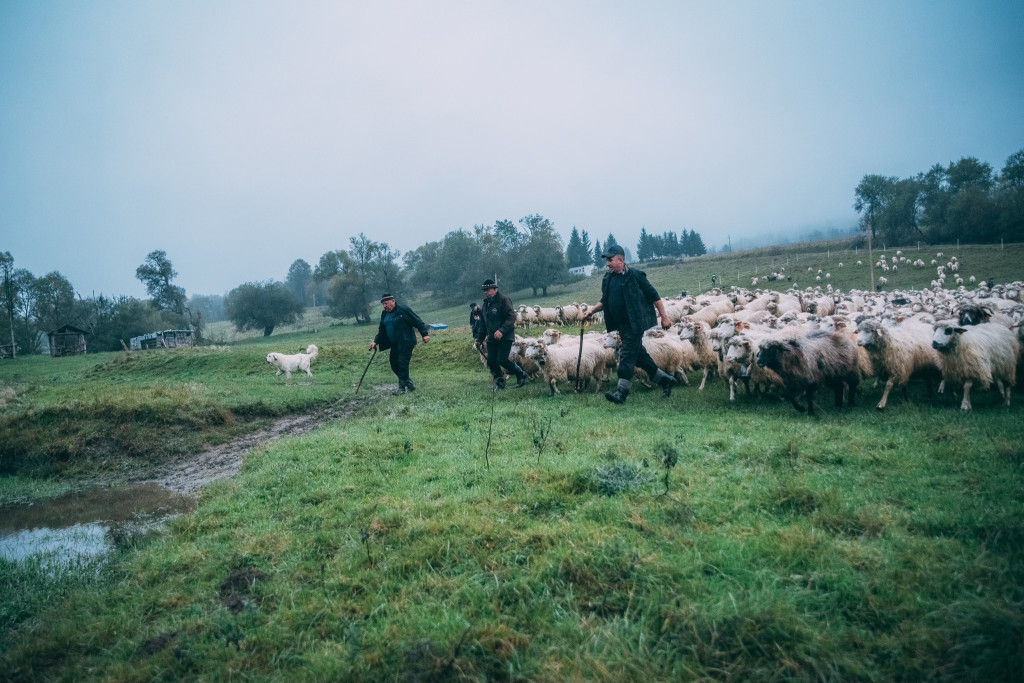 Karpacki redyk na zdjęciach projektu Beskid Bliski