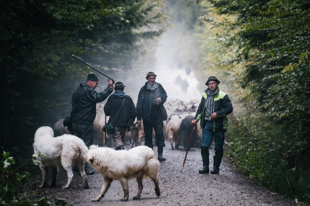 Karpacki redyk na zdjęciach projektu Beskid Bliski