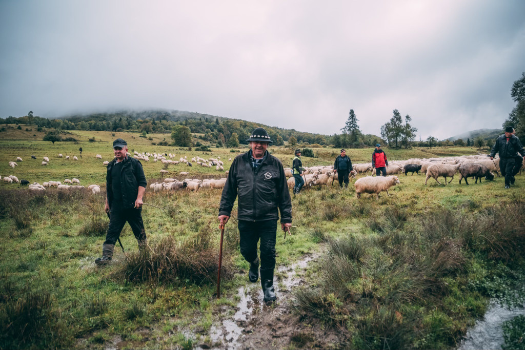 Karpacki redyk na zdjęciach projektu Beskid Bliski