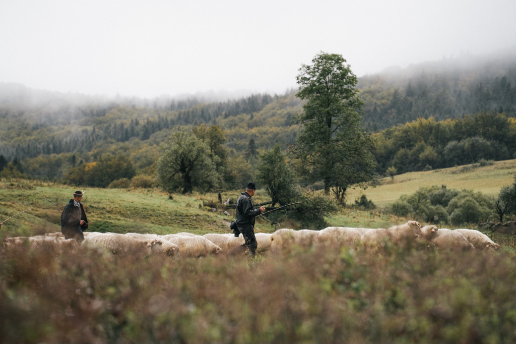 Karpacki redyk na zdjęciach projektu Beskid Bliski