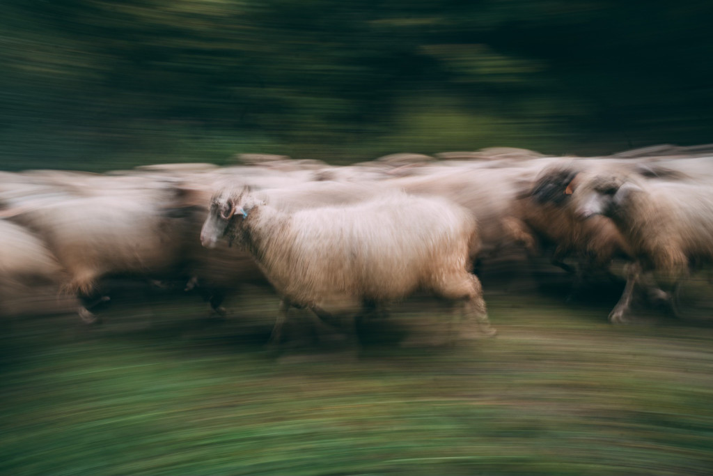 Karpacki redyk na zdjęciach projektu Beskid Bliski