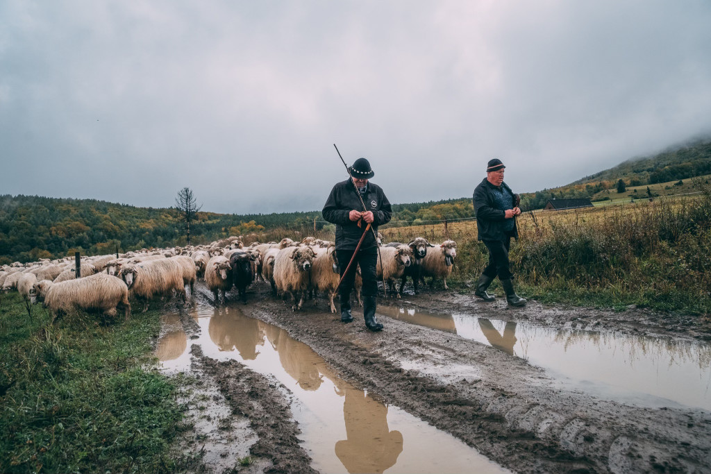 Karpacki redyk na zdjęciach projektu Beskid Bliski