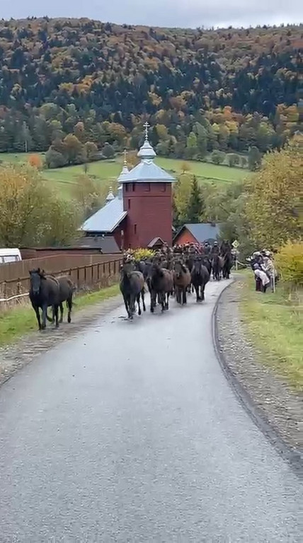 Spęd Koni Huculskich w Regietowie 2025