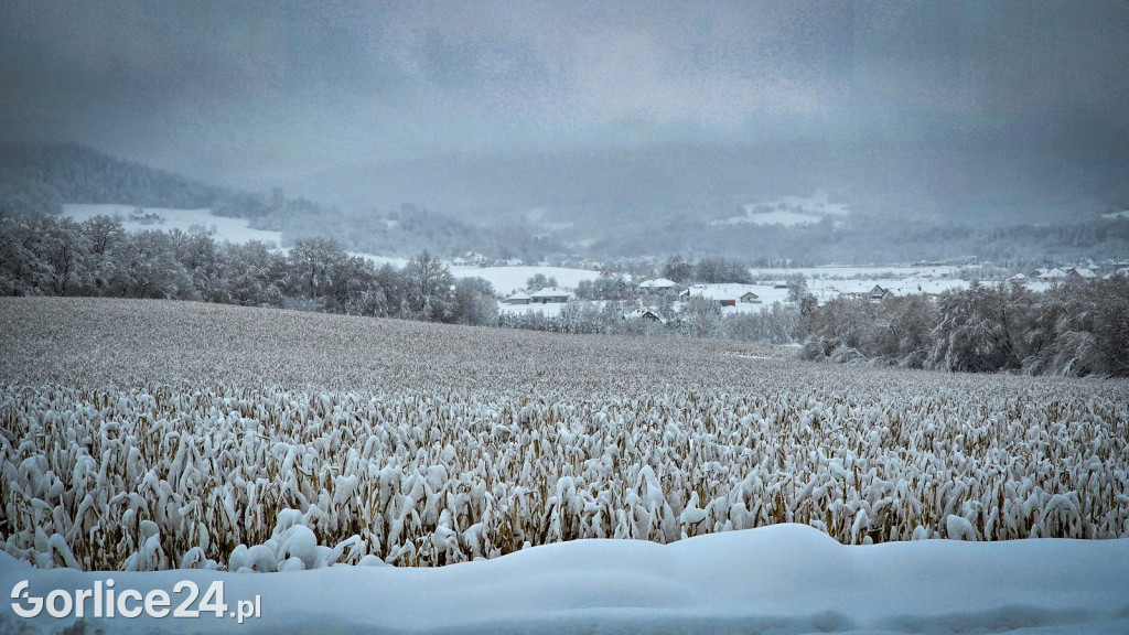Gorlice. Akcje strażaków usuwania skutków śnieżycy (23.11.)
