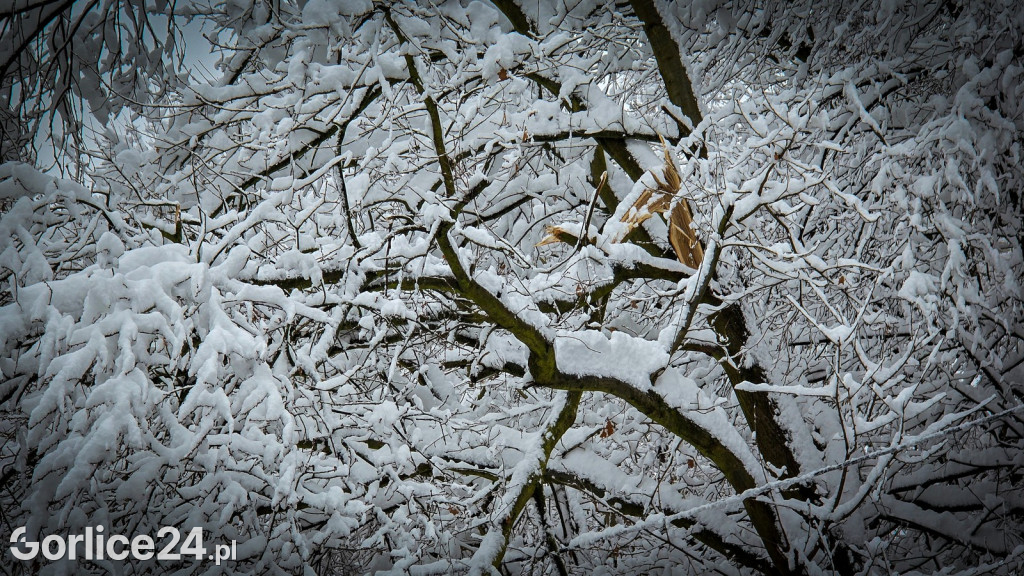 Gorlice. Akcje strażaków usuwania skutków śnieżycy (23.11.)
