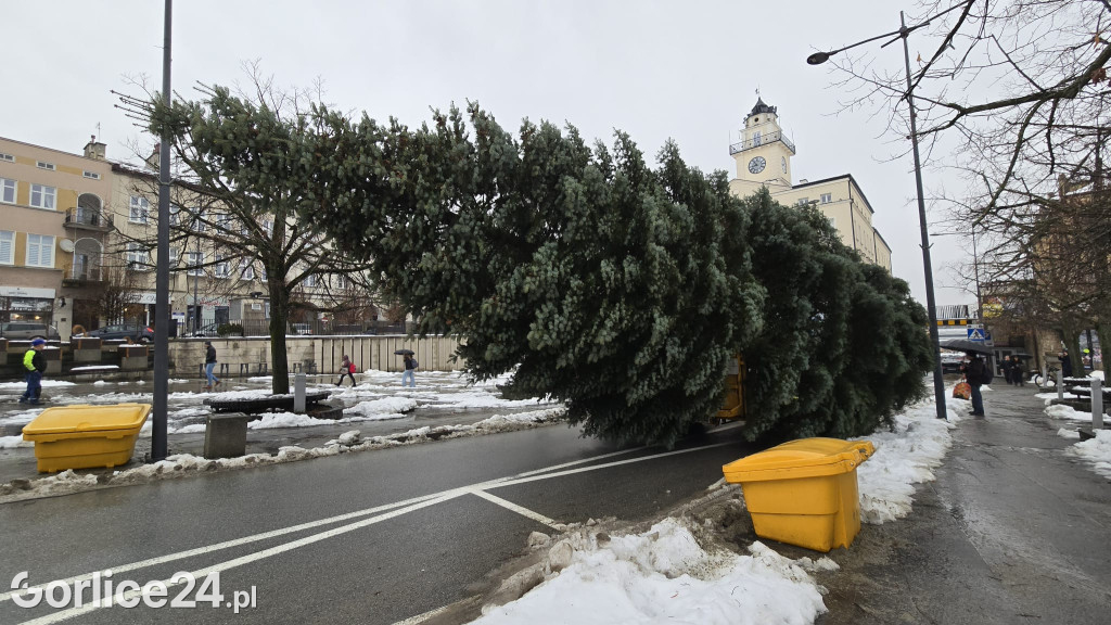 Gorlicka choinka (26.11)