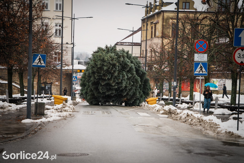 Gorlicka choinka (26.11)