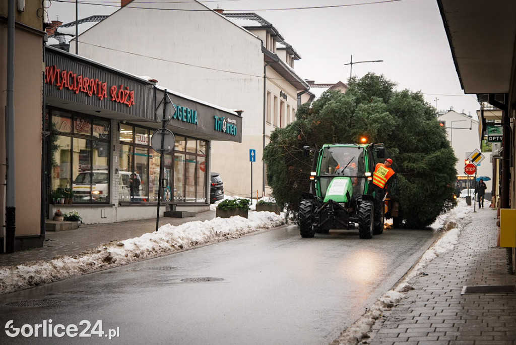 Gorlicka choinka (26.11)